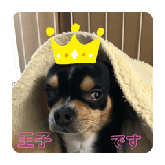 [LINEスタンプ] じろの日常5