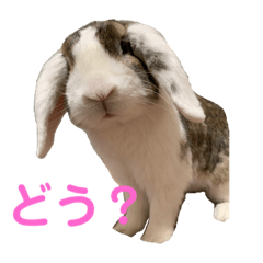 [LINEスタンプ] ロップイヤーのTiffanyくん Ⅶ