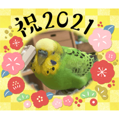 [LINEスタンプ] お正月インコ。ぽぽたろう。