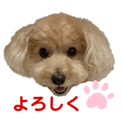 [LINEスタンプ] トイプー。ロコのフォトスタンプ3