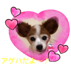 [LINEスタンプ] パピヨンのアゲハ＆ビッキー♡