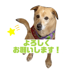 [LINEスタンプ] 佐藤家のココちゃんとラフさん1