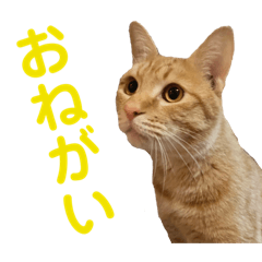 [LINEスタンプ] 猫のニックのスタンプ