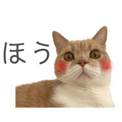 [LINEスタンプ] ゆるりんおまめ その4