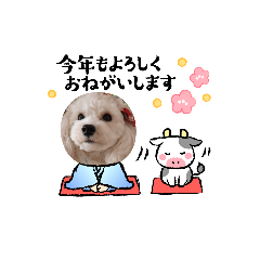 [LINEスタンプ] わんこのお正月