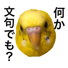 [LINEスタンプ] 毒舌なインコ