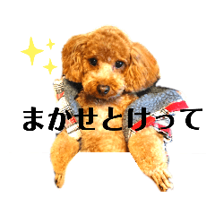 [LINEスタンプ] トイプードルでござる