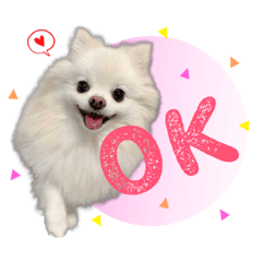 [LINEスタンプ] ふわもこポメラニアン♡