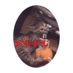 [LINEスタンプ] ニャーさんスタンプ