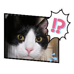 [LINEスタンプ] 愛しのニャンズすたんぷ