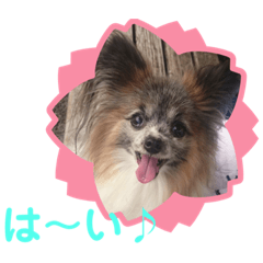 [LINEスタンプ] パピヨンのアリス♪part 2