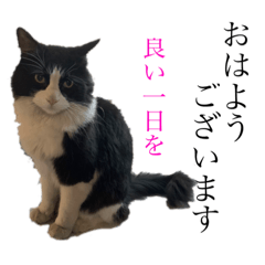 [LINEスタンプ] PJ＆POCHI＆KAYO /2