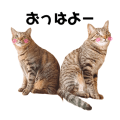 [LINEスタンプ] ちょはなそん2