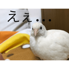[LINEスタンプ] ヒメウズラ感情スタンプver.3