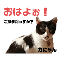 [LINEスタンプ] くまシャケスタンプ…ゆうにゃんバージョン