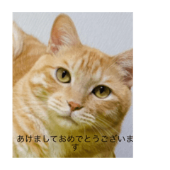 [LINEスタンプ] あけおめスタンプ 猫とウサギ編