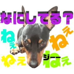 [LINEスタンプ] 我が家のミニピン②