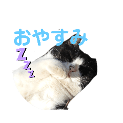 [LINEスタンプ] 猫とインコのスタンプ