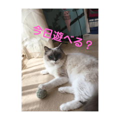 [LINEスタンプ] 猫のモナとジャスミンのスタンプ