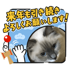 [LINEスタンプ] 可愛い猫とインコのスタンプ