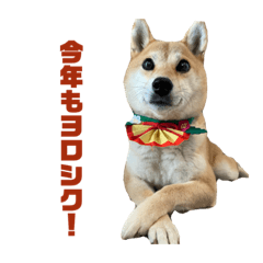 [LINEスタンプ] 柴犬の姫ちゃんスタンプ