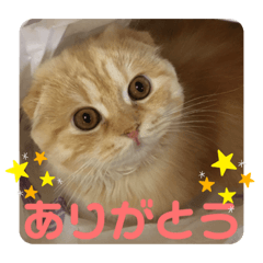 [LINEスタンプ] 毎日使える猫のあいさつスタンプ