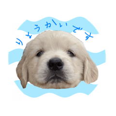 [LINEスタンプ] ゴールデンレトリバーうみさん 毎日使える