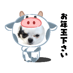 [LINEスタンプ] お正月チワワ