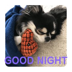 [LINEスタンプ] チワワのチー太 chihuahua