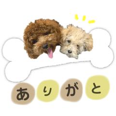 [LINEスタンプ] ティーカッププードルのジャス＆アンコ