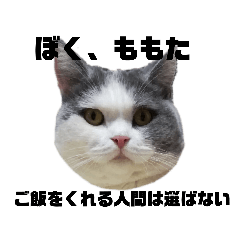 [LINEスタンプ] ちょっぴり性格がわるい猫のももた