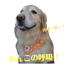 [LINEスタンプ] ゴールデンレトリバーのルナ その2