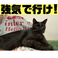 [LINEスタンプ] 愛しのごっちゃんスタンプ2