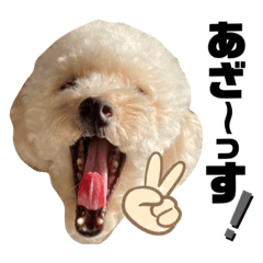 [LINEスタンプ] トイプードルのムギ6