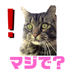 [LINEスタンプ] PJ＆POCHI＆KAYO/
