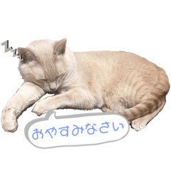 [LINEスタンプ] (猫)きなこもち