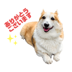 [LINEスタンプ] コーギーのこっちゃん2