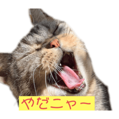[LINEスタンプ] あめりかんしょーとへあー♥