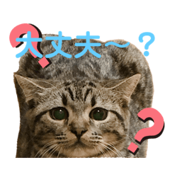 [LINEスタンプ] 猫のぷく2
