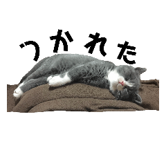 [LINEスタンプ] はちわれぶりしょのスタンプ