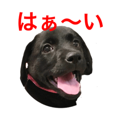 [LINEスタンプ] 黒ラブまりちゃん