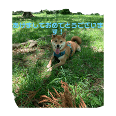 [LINEスタンプ] 佐助スタンプ(お正月)