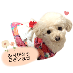 [LINEスタンプ] トイプードルモモちゃん