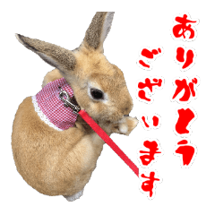 [LINEスタンプ] ちばうささん