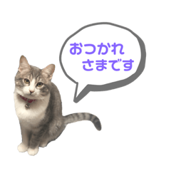 [LINEスタンプ] 主役は小町