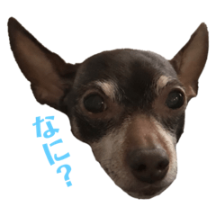 [LINEスタンプ] あゆちゃんぱんちゃん