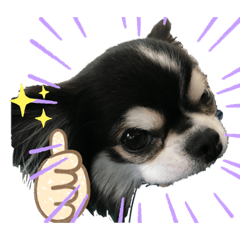 [LINEスタンプ] ペロリンチワワ チー太つぶやく