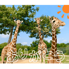 [LINEスタンプ] 草食動物日常スタンプ