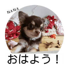 [LINEスタンプ] 番犬への道のり