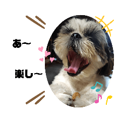 [LINEスタンプ] 我が家のシーズー犬もじゃ 19
